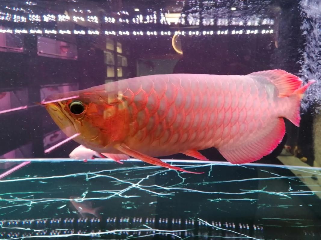 給我一些龍魚魚鱗充血的圖片示例【龍魚鱗充血和鱗片發黑怎么辦】