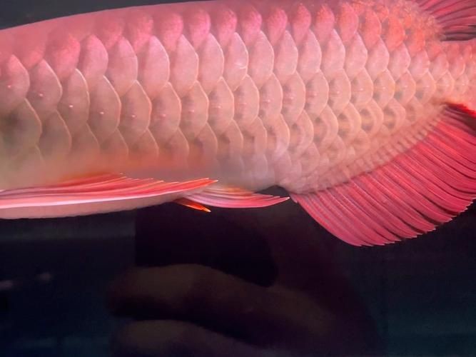 給我一些龍魚魚鱗充血的圖片示例【龍魚鱗充血和鱗片發黑怎么辦】