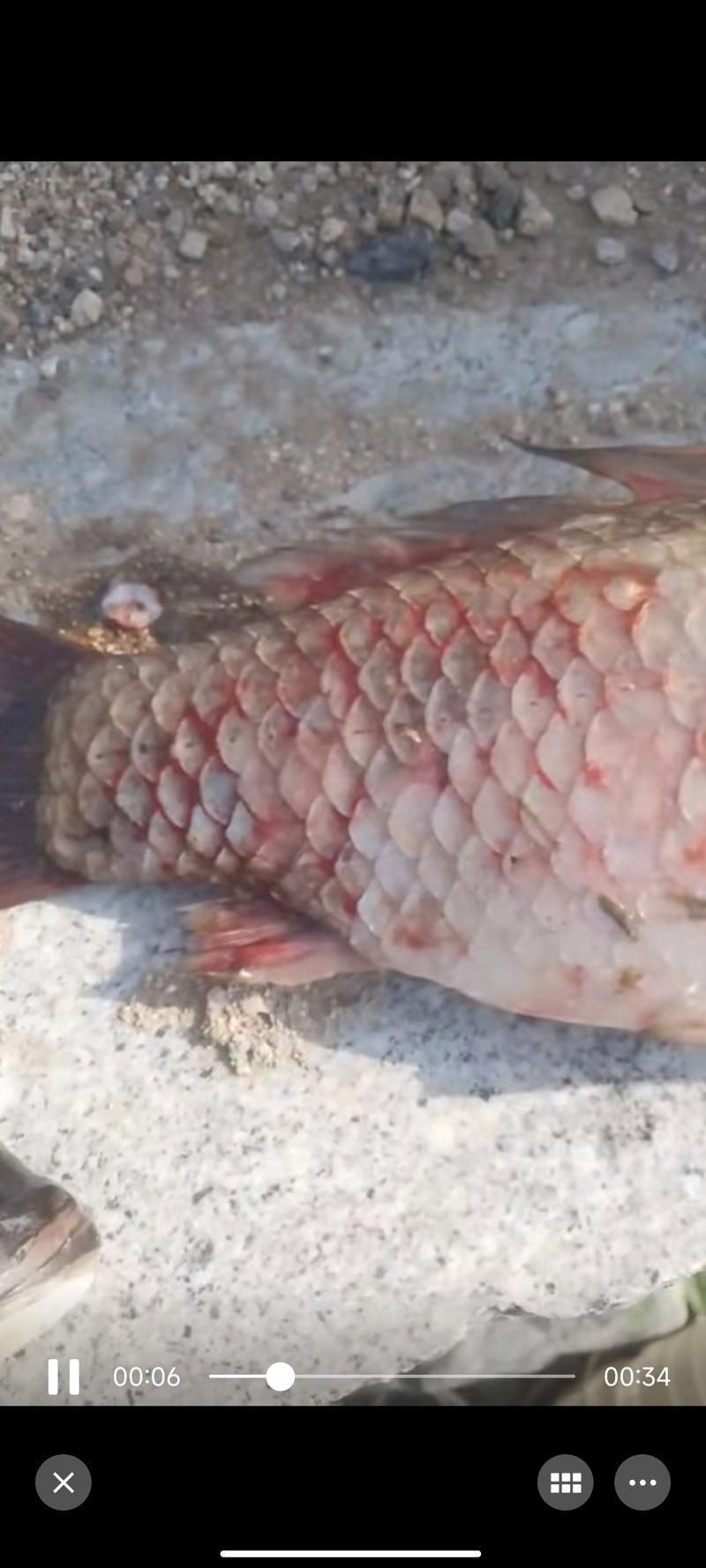 給我一些龍魚魚鱗充血的圖片示例【龍魚鱗充血和鱗片發黑怎么辦】