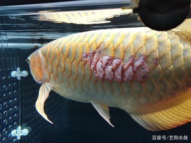 給我一些龍魚魚鱗充血的圖片示例【龍魚鱗充血和鱗片發黑怎么辦】
