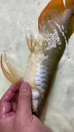 給我一些龍魚魚鱗充血的圖片示例【龍魚鱗充血和鱗片發黑怎么辦】