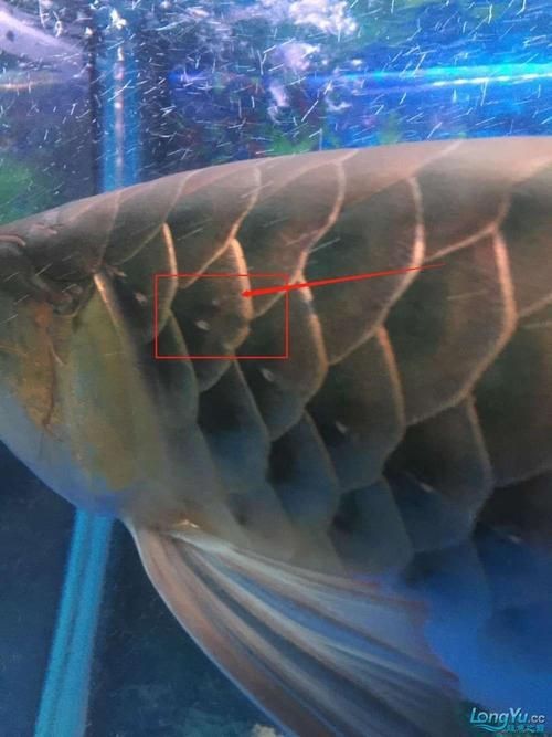 給我一些龍魚魚鱗充血的圖片示例【龍魚鱗充血和鱗片發黑怎么辦】