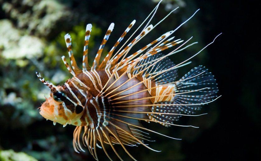 魚爛鰓有什么特效藥【水產衛士,魚爛鰓用什么藥最好魚爛鰓用什么藥最好】