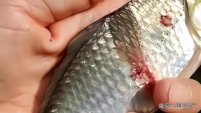 魚爛鰓有什么特效藥【水產衛士,魚爛鰓用什么藥最好魚爛鰓用什么藥最好】