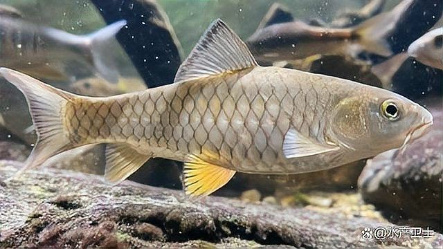 魚爛鰓有什么特效藥【水產衛士,魚爛鰓用什么藥最好魚爛鰓用什么藥最好】