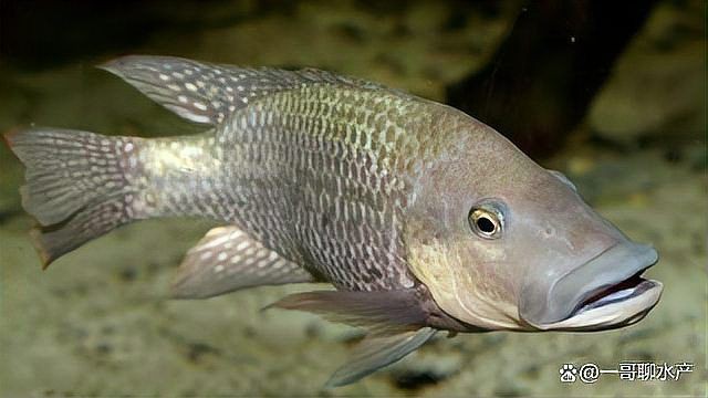 魚爛鰓有什么特效藥【水產衛士,魚爛鰓用什么藥最好魚爛鰓用什么藥最好】