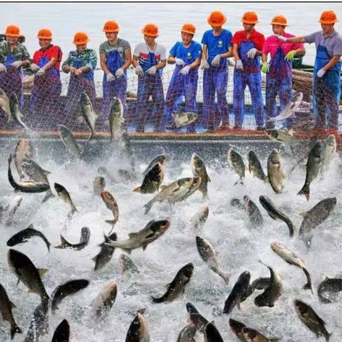 魚爛鰓有什么特效藥【水產衛士,魚爛鰓用什么藥最好魚爛鰓用什么藥最好】