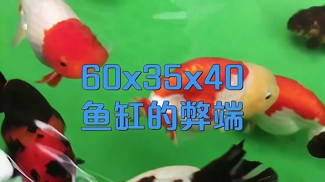 魚缸尺寸過大有哪些具體問題?【東臺達味60x35x40魚缸尺寸最忌三種閑人煮藝】 龍魚百科 第3張 魚缸尺寸過大有哪些具體問題?【東臺達味60x35x40魚缸尺寸最忌三種閑人煮藝】 魚缸尺寸過大有哪些具體問題?【東臺達味60x35x40魚缸尺寸最忌三種閑人煮藝】 龍魚百科 第3張