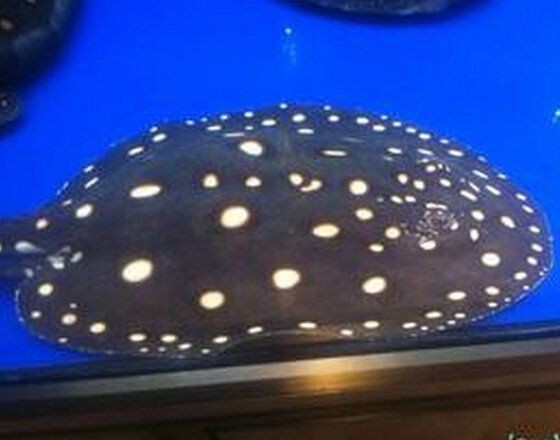 皇冠黑金魟魚特征【皇冠黑金魟魚怎么樣】