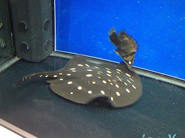 皇冠黑金魟魚特征【皇冠黑金魟魚怎么樣】