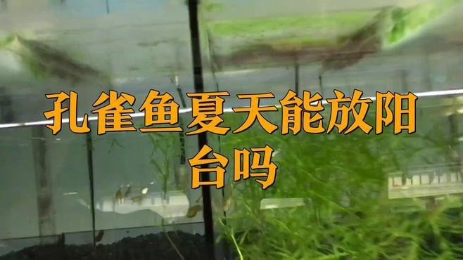孔雀魚放陽臺會曬死嗎【孔雀魚放陽臺會曬死嗎孔雀魚放陽臺會曬死嗎】