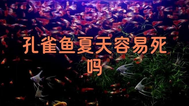 孔雀魚放陽臺會曬死嗎【孔雀魚放陽臺會曬死嗎孔雀魚放陽臺會曬死嗎】