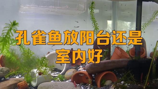 如何判斷魚缸是否還有殘留消毒劑，如何判斷魚缸中是否還有殘留消毒劑？