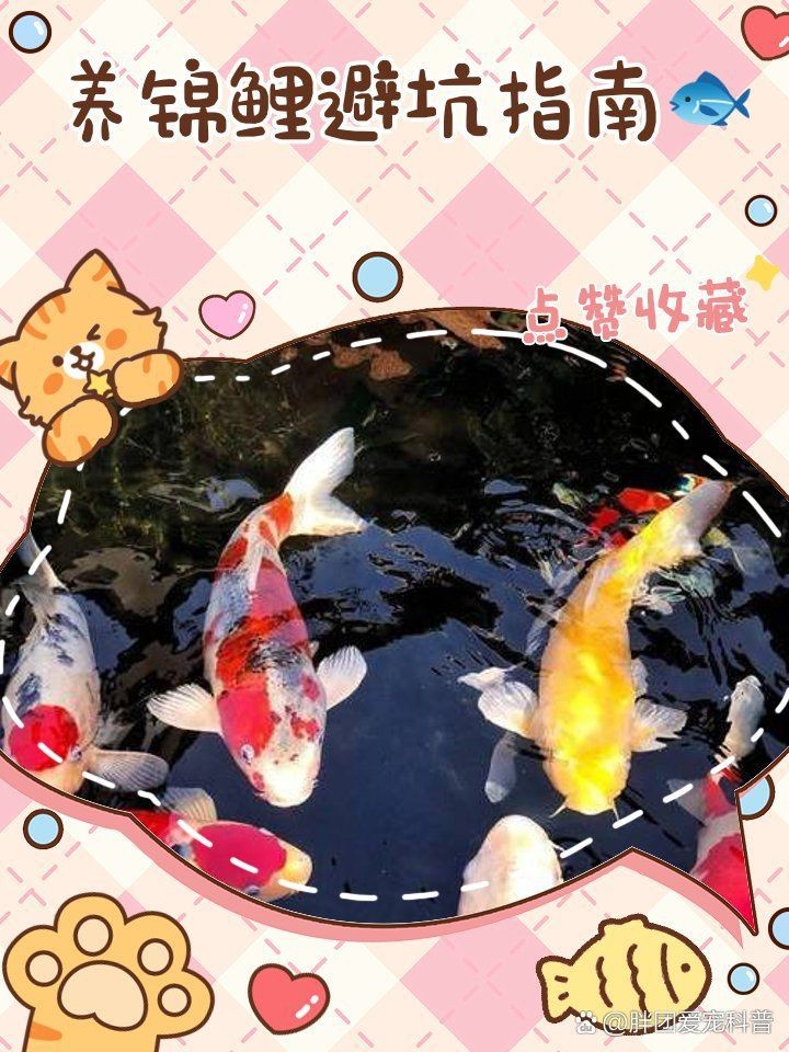 錦鯉白色的頭不能亂養(yǎng)【《錦鯉白色的頭不能亂養(yǎng)》】