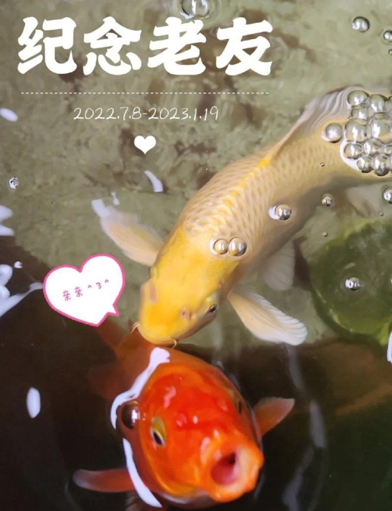 錦鯉白色的頭不能亂養(yǎng)【《錦鯉白色的頭不能亂養(yǎng)》】