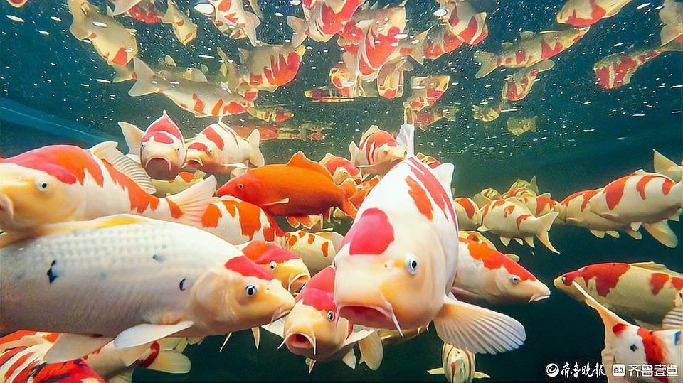 高唐龍魚店【水族世界的奇妙角落——高唐龍魚店】