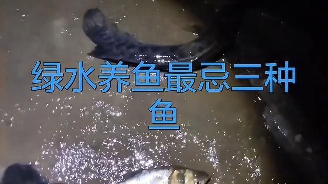 綠翡翠魚最怕三種魚【孔雀魚和什么魚可以混養選對5種魚避開4類天敵3步搞定】