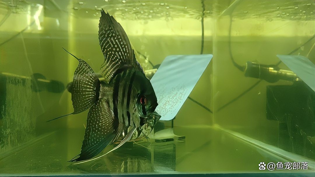 如何治療龍魚的爛尾病？【氧寵博士,龍魚爛尾怎么辦】