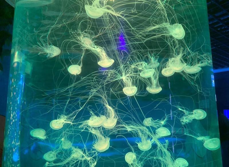 秦皇島水族店【秦皇島新澳海底世界有哪些水族店新澳海底世界有哪些特色】 秦皇島水族店【秦皇島新澳海底世界有哪些水族店新澳海底世界有哪些特色】 全國水族館企業名錄 第1張