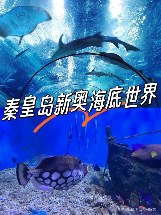 秦皇島水族店【秦皇島新澳海底世界有哪些水族店新澳海底世界有哪些特色】 秦皇島水族店【秦皇島新澳海底世界有哪些水族店新澳海底世界有哪些特色】 全國水族館企業名錄 第2張