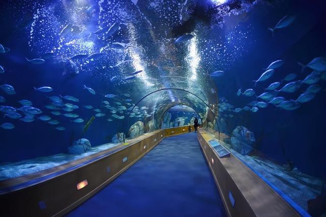 秦皇島水族店【秦皇島新澳海底世界有哪些水族店新澳海底世界有哪些特色】 秦皇島水族店【秦皇島新澳海底世界有哪些水族店新澳海底世界有哪些特色】 全國水族館企業名錄 第10張
