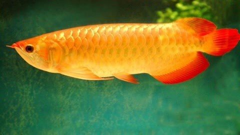 金龍魚視頻作品在哪里可以觀看？【如何找到更多金龍魚的視頻？】