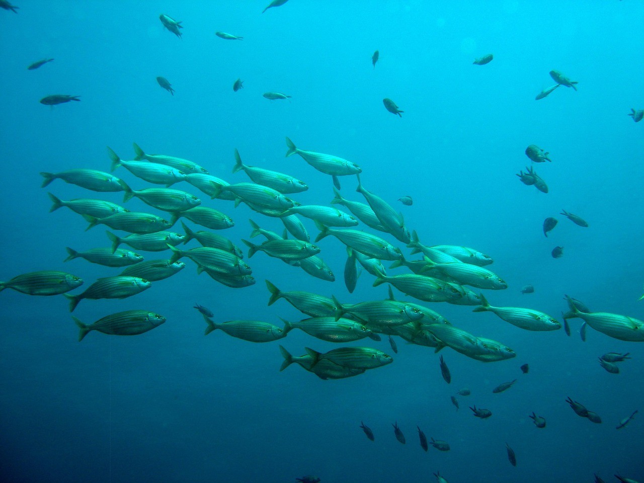 龍魚突然死亡預(yù)示著什么【龍魚突然死亡可能預(yù)示著環(huán)境發(fā)生了致命影響龍魚健康】
