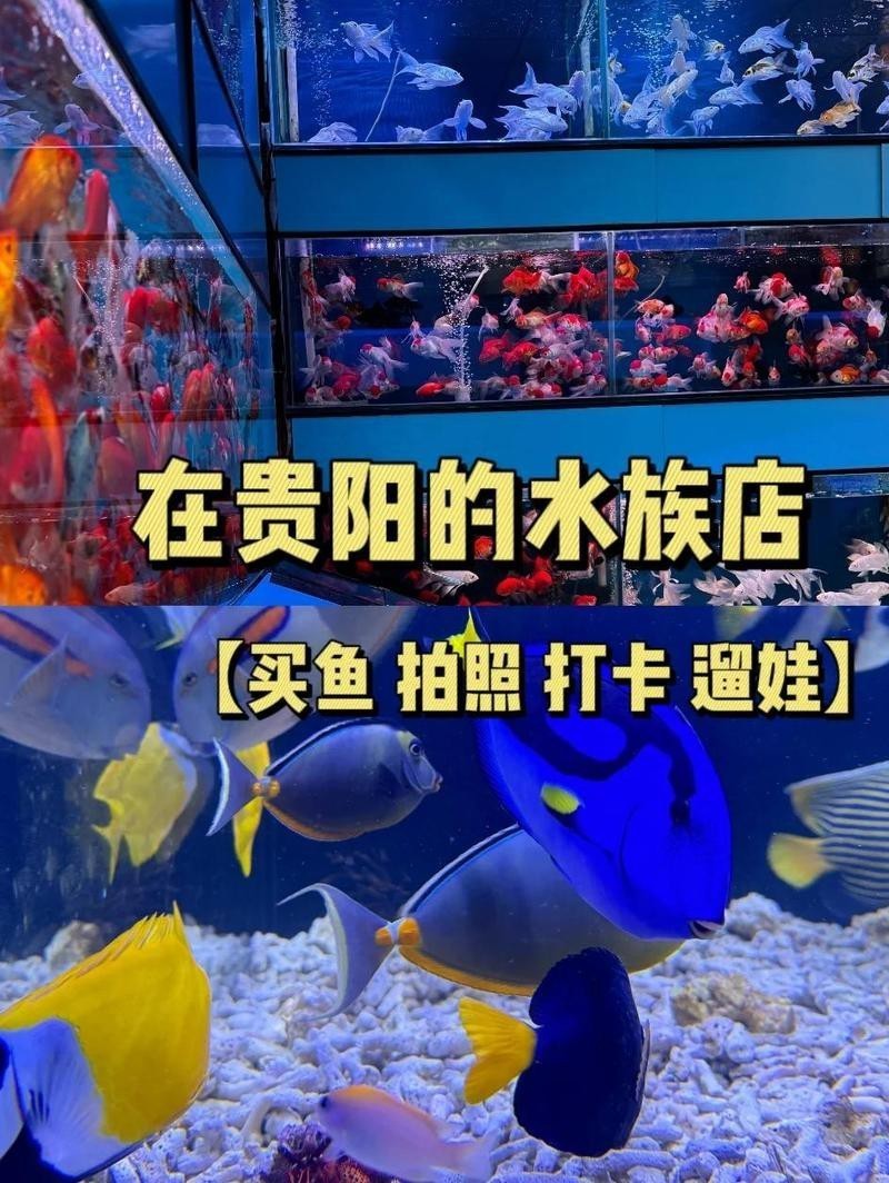 郊區水族店【郊區水族店：隱匿角落的奇妙水世界】