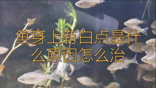如何預防紅金龍魚的白點病？【如何預防紅金龍魚白點病】