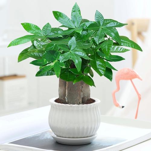 發財樹的圖片【《發財樹：寓意美好的綠植風采》】