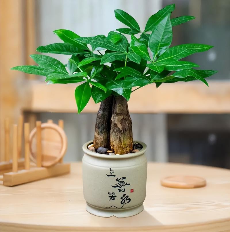 發財樹的圖片【《發財樹：寓意美好的綠植風采》】