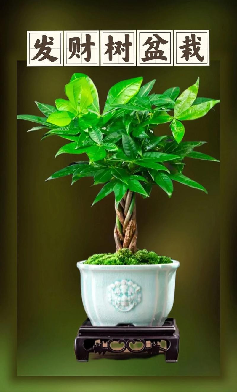 發財樹的圖片【《發財樹：寓意美好的綠植風采》】