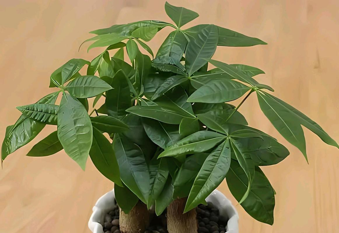 發財樹的圖片【《發財樹：寓意美好的綠植風采》】