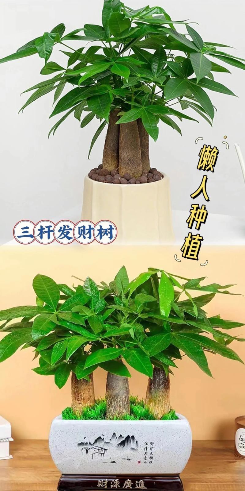 發財樹的圖片【《發財樹：寓意美好的綠植風采》】