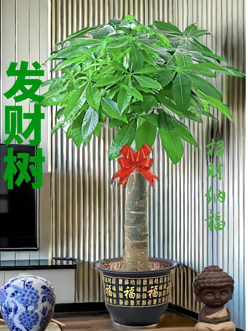 發財樹的圖片【《發財樹：寓意美好的綠植風采》】