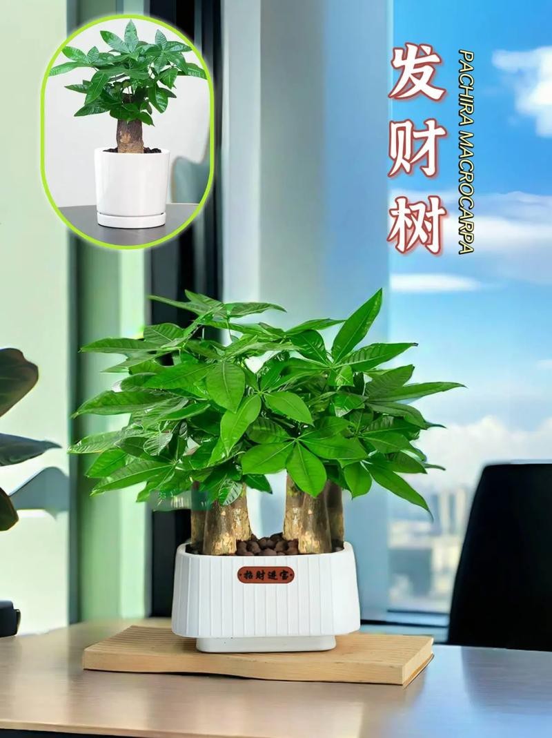 發財樹的圖片【《發財樹：寓意美好的綠植風采》】