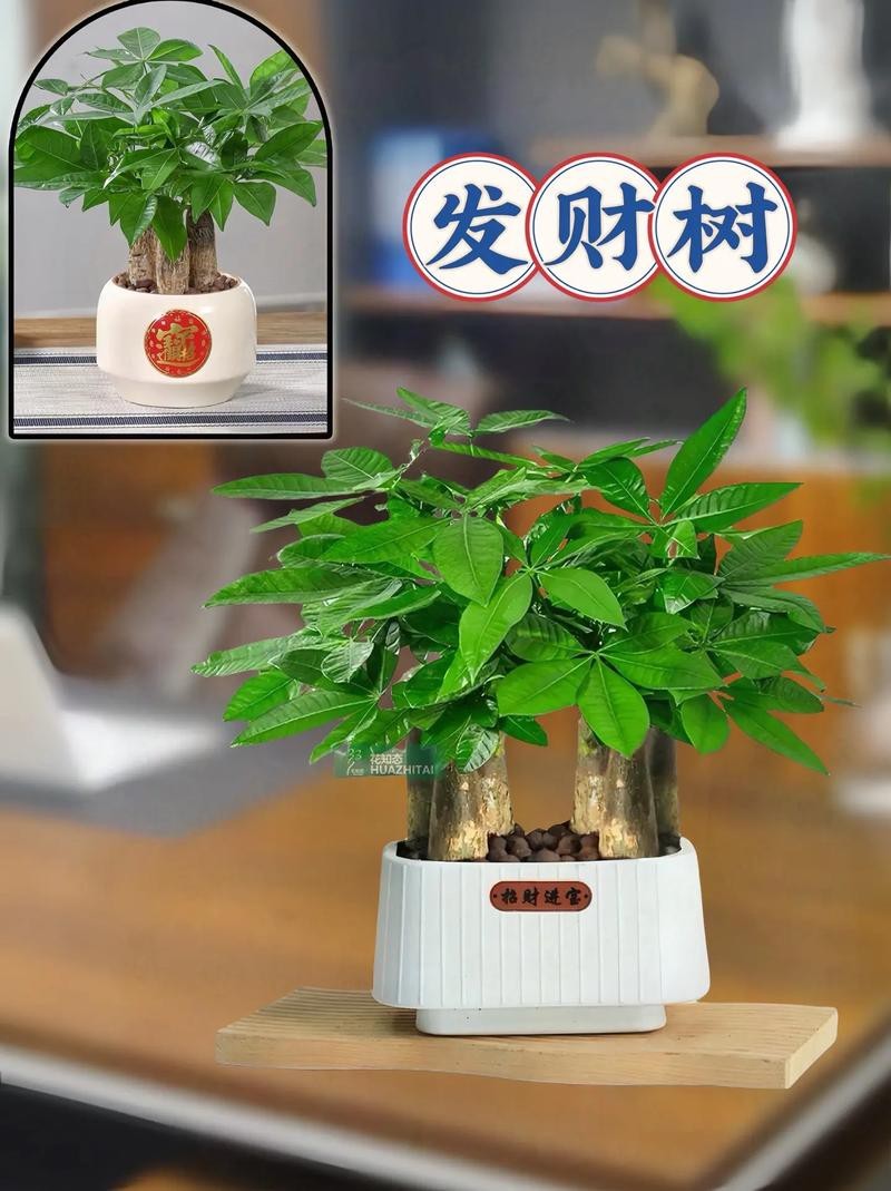 發財樹的圖片【《發財樹：寓意美好的綠植風采》】