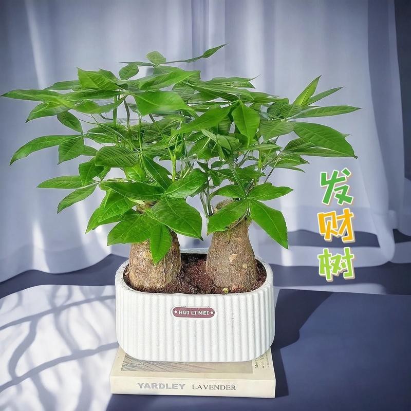 發財樹的圖片【《發財樹：寓意美好的綠植風采》】