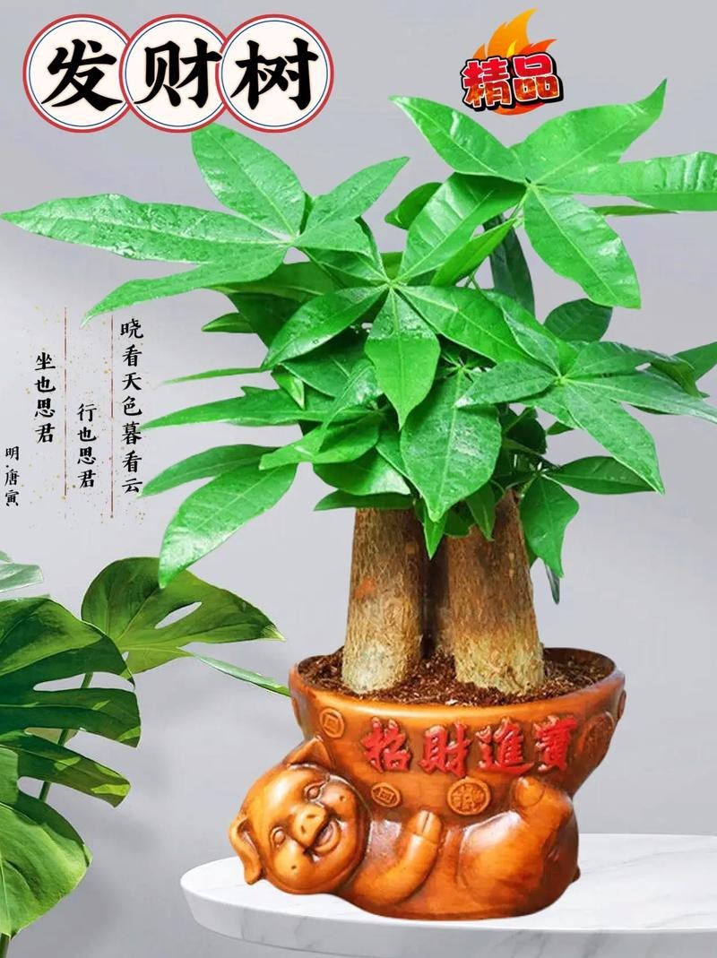 發財樹的圖片【《發財樹：寓意美好的綠植風采》】