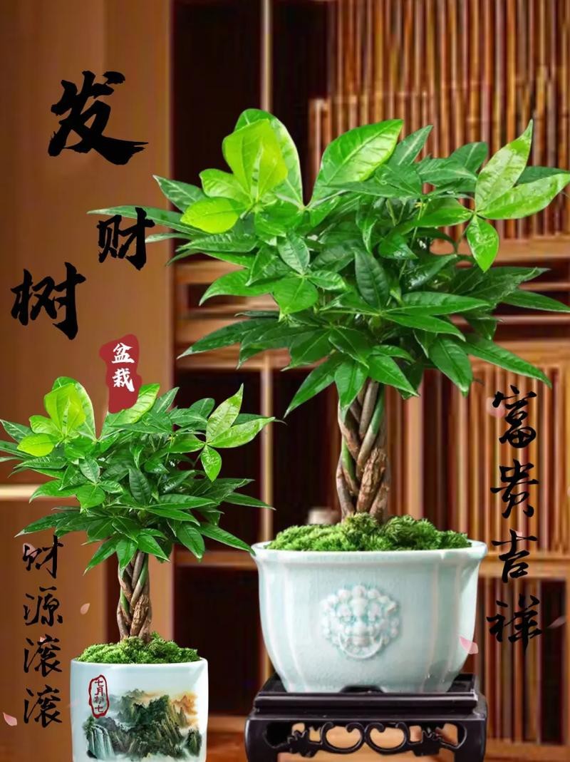 發財樹的圖片【《發財樹：寓意美好的綠植風采》】