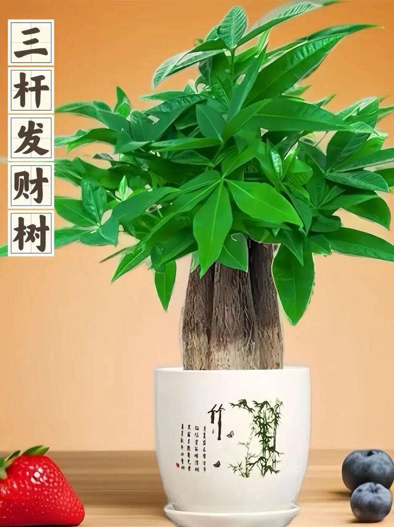 發財樹的圖片【《發財樹：寓意美好的綠植風采》】