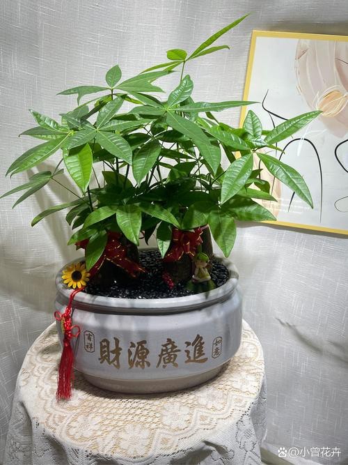 發財樹的圖片【《發財樹：寓意美好的綠植風采》】