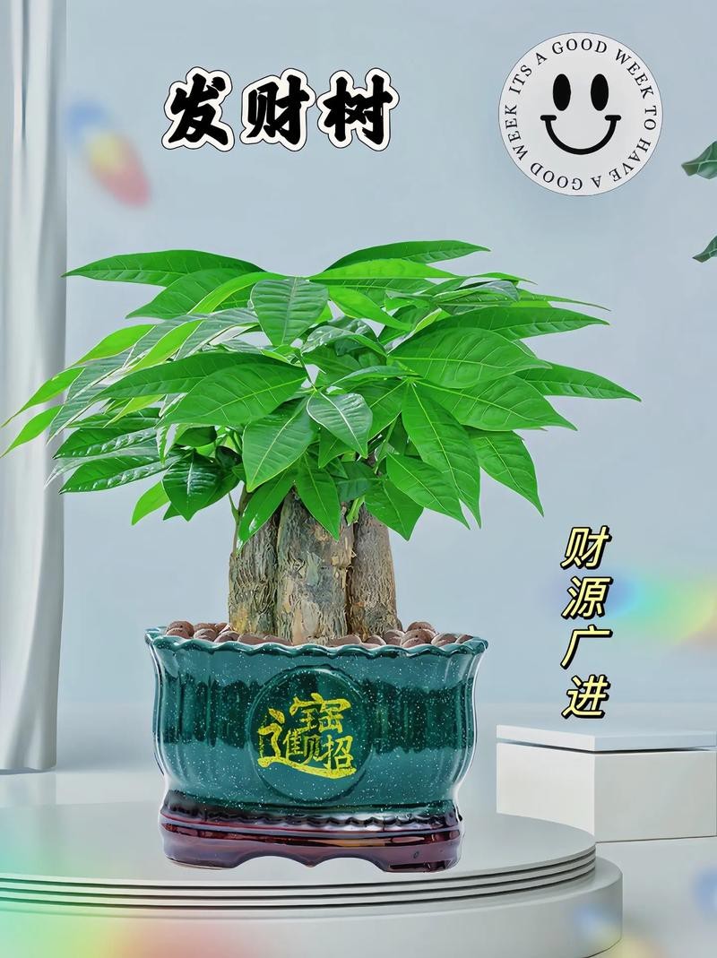 發財樹的圖片【《發財樹：寓意美好的綠植風采》】