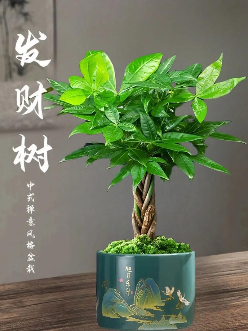 發財樹的圖片【《發財樹：寓意美好的綠植風采》】