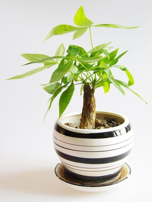 發財樹的圖片【《發財樹：寓意美好的綠植風采》】
