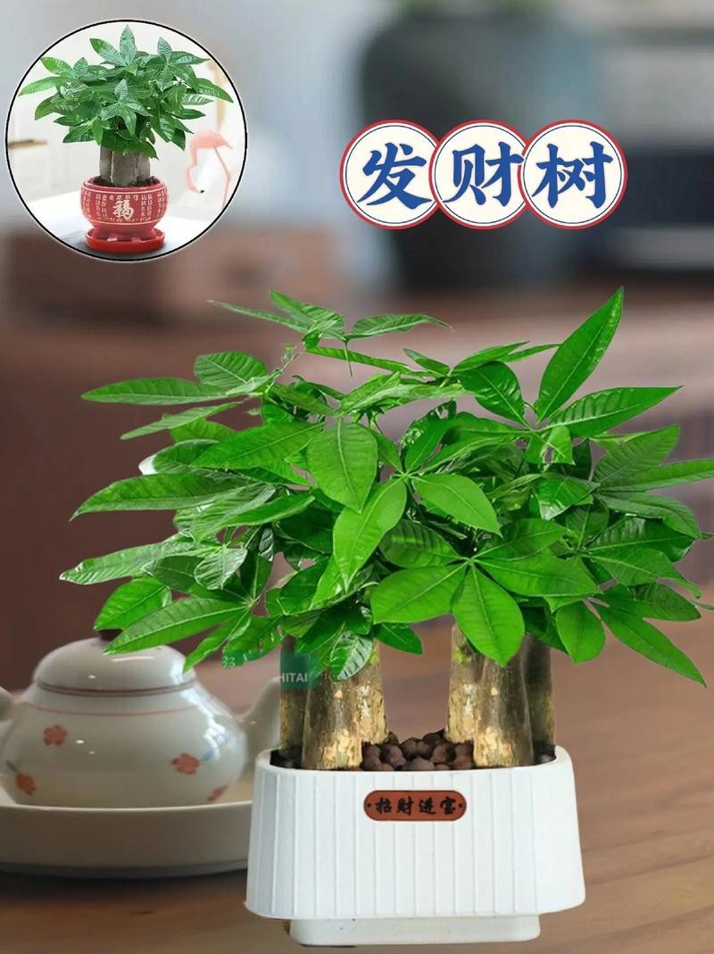 發財樹的圖片【《發財樹：寓意美好的綠植風采》】