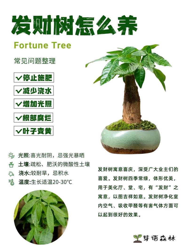 發財樹的圖片【《發財樹：寓意美好的綠植風采》】