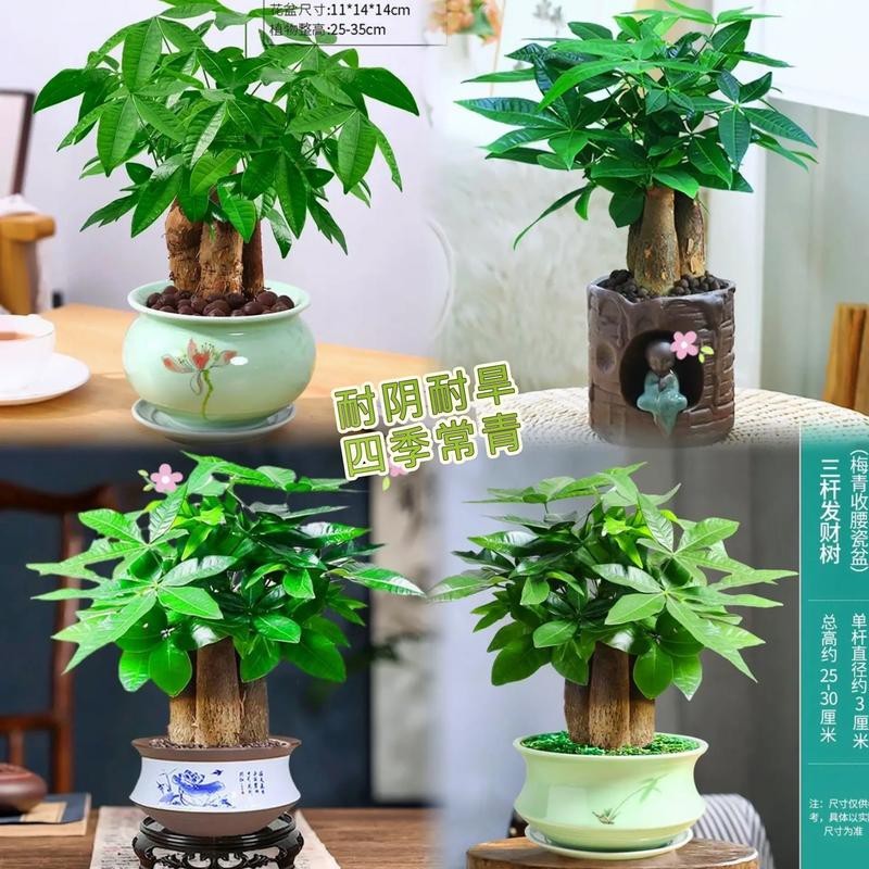發財樹的圖片【《發財樹：寓意美好的綠植風采》】
