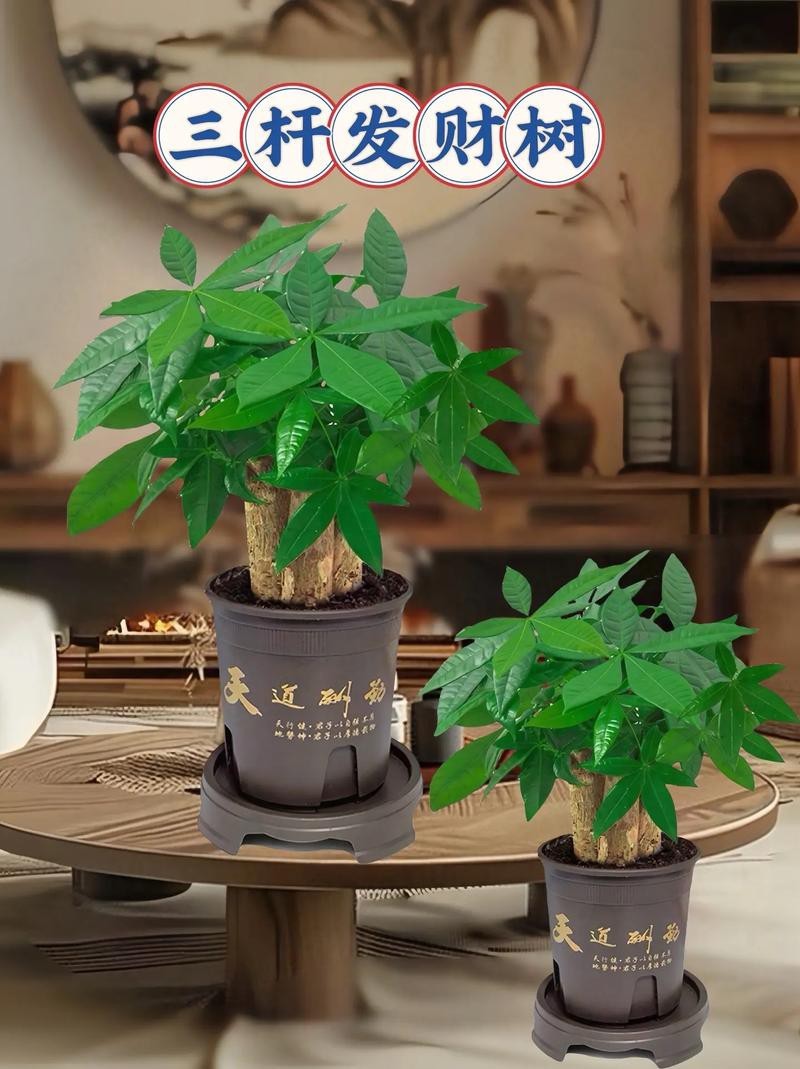 發財樹的圖片【《發財樹：寓意美好的綠植風采》】