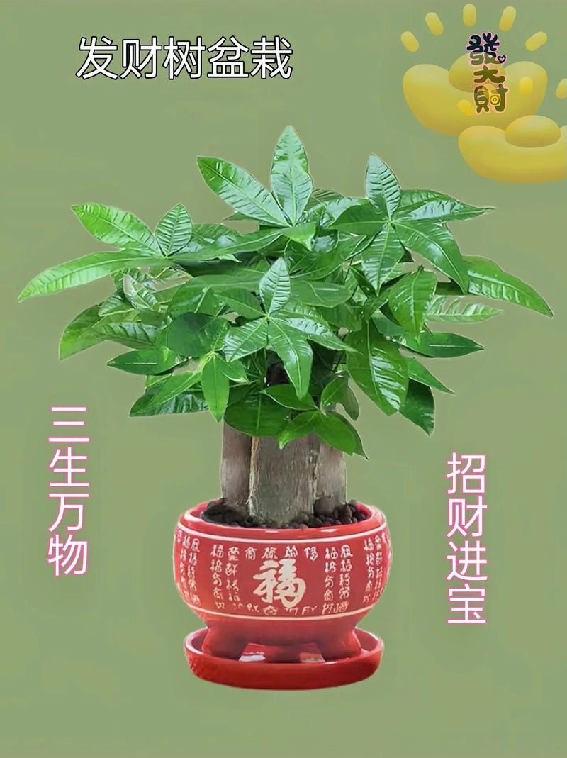 發財樹的圖片【《發財樹：寓意美好的綠植風采》】